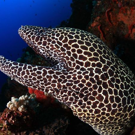 Benthos Bali Dive Resort Candidasa Exterior foto