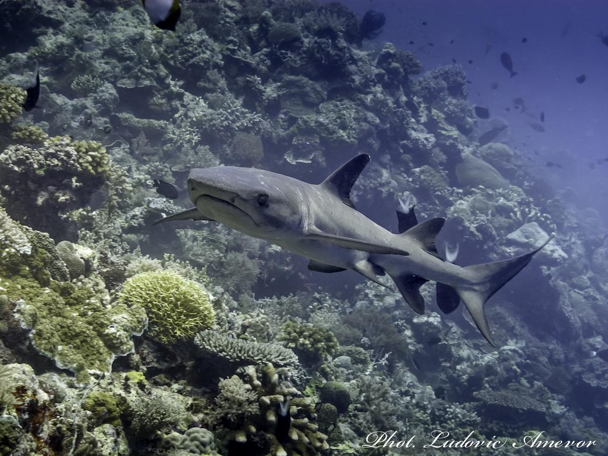 Benthos Bali Dive Resort Candidasa Exterior foto