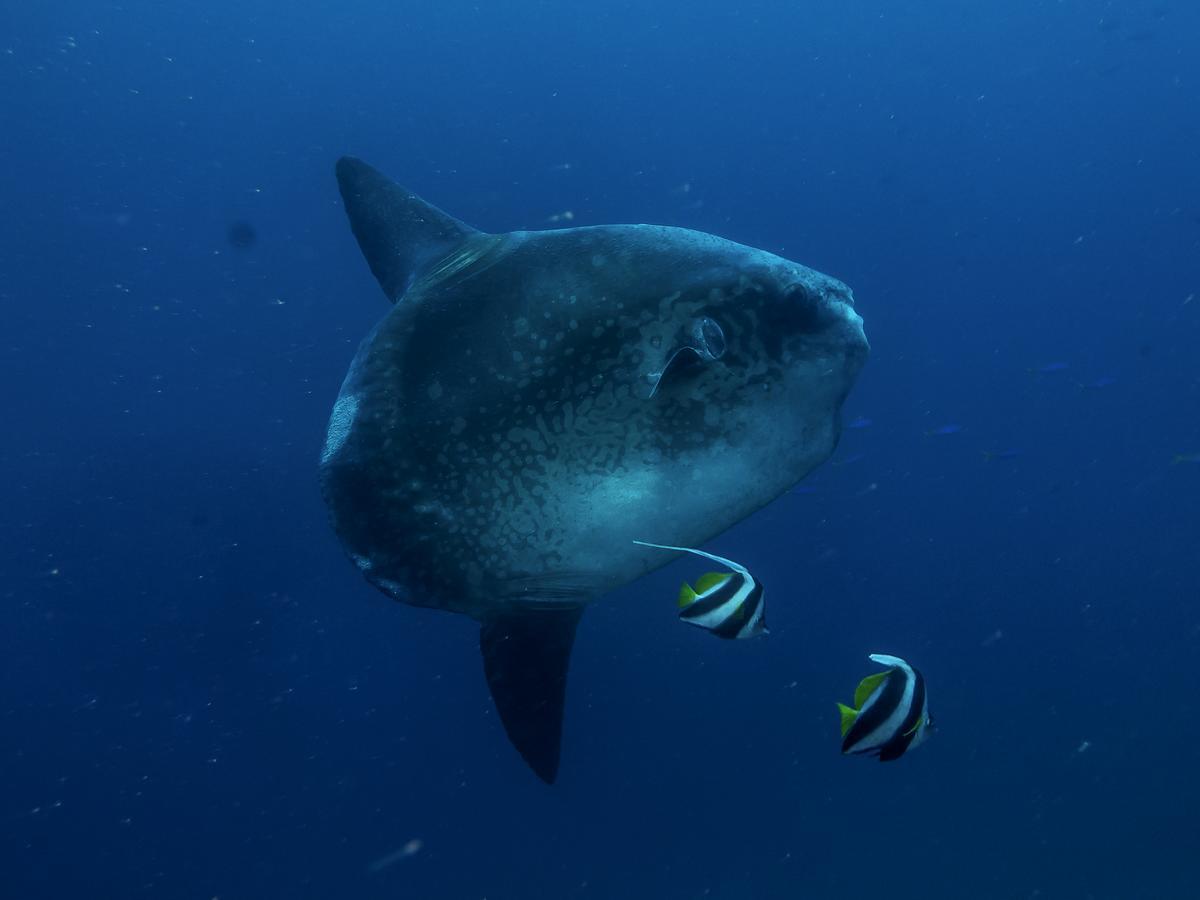 Benthos Bali Dive Resort Candidasa Exterior foto