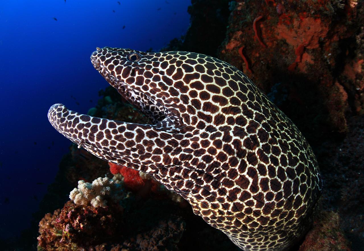 Benthos Bali Dive Resort Candidasa Exterior foto